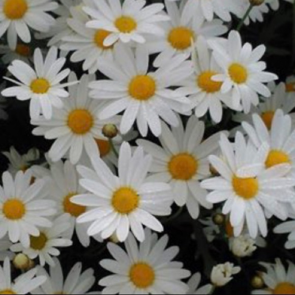 Meet your Posher, Amanda - Picture 1 of 1